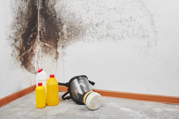 Best Mold Removal Process  in Guilford Center, CT