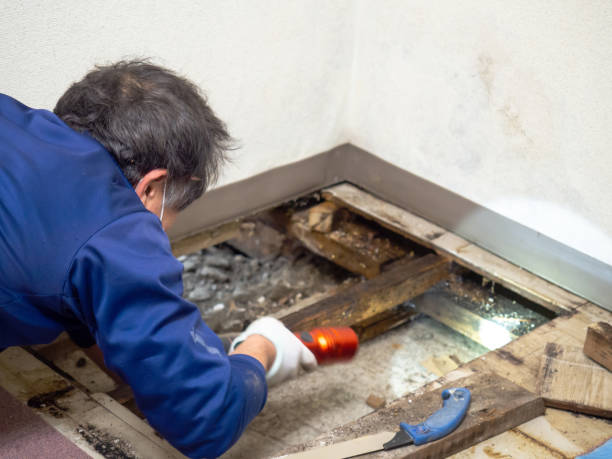 Best Mold Remediation Services  in Guilford Center, CT