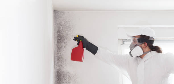 Best Commercial Mold Removal  in Guilford Center, CT