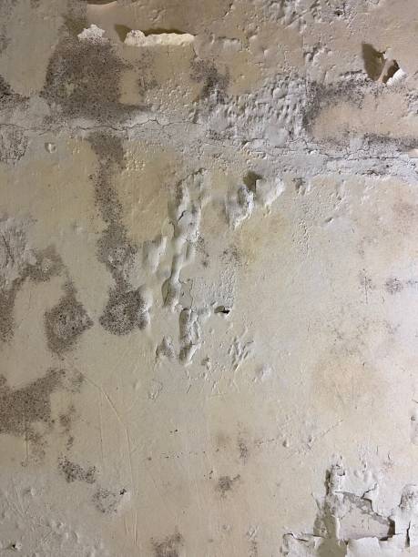 Best Attic Mold Removal  in Guilford Center, CT