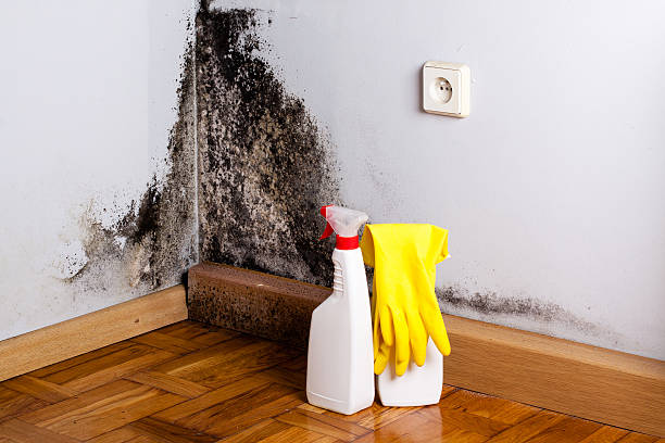 Best Local Mold Removal Service  in Guilford Center, CT