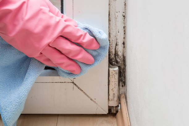 Best Residential Mold Removal  in Guilford Center, CT