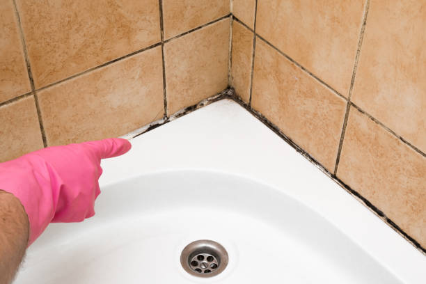 Best Mold Testing  in Guilford Center, CT