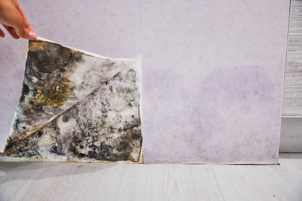 Best Home Mold Removal  in Guilford Center, CT